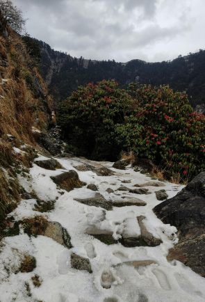 Climate Migration in the Himalayas: Emerging Social and Policy Challenges